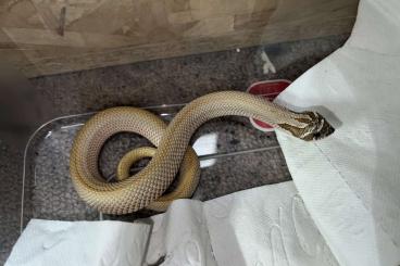 Snakes kaufen und verkaufen Photo: Hackennasennatter zur abgabe
