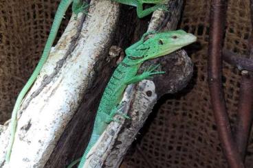 Monitor lizards kaufen und verkaufen Photo: Varanus prasinus SORONG, Nachzuchten