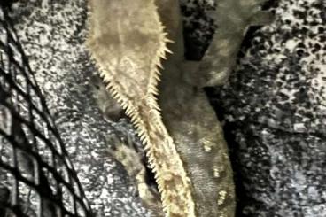 Geckos kaufen und verkaufen Foto: Kronengecko Correlophus ciliatus Männchen