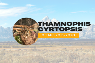 Schlangen kaufen und verkaufen Foto: Thamnophis cyrtopsis – 0.1 aus 2018–2020