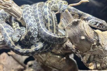 Snakes kaufen und verkaufen Photo: For Sale Houten 06/2025 !!!!! Snakes kaufen und verkaufen Photo: For Sale Houten 06/2025 !!!!!