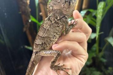 Lizards kaufen und verkaufen Photo: For sale Houten 06/2025!!!!!! Lizards kaufen und verkaufen Photo: For sale Houten 06/2025!!!!!!