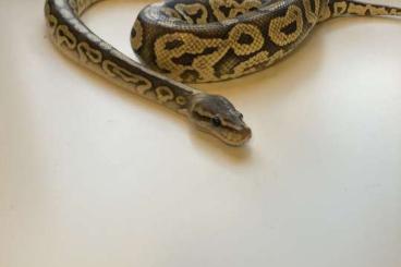 Ball Pythons kaufen und verkaufen Photo: Ghost Pewter Männchen Verkauf