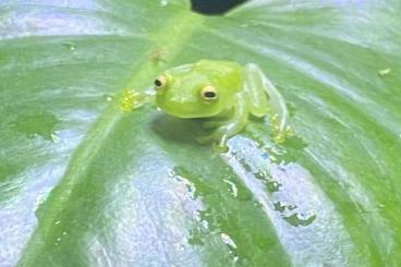 frogs kaufen und verkaufen Photo: Suche Hyalinobatrachium Fleischmanni