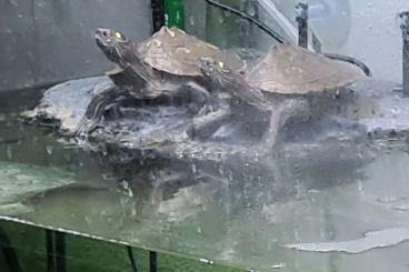 Sumpfschildkröten kaufen und verkaufen Foto: Dringend 2 Quachita-Höckerschildkröten abzugeben