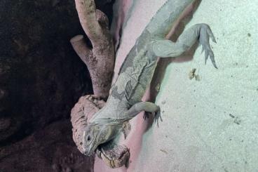 Echsen kaufen und verkaufen Foto: Cyclura Cornuta 1.0 / Nashornleguan Echsen kaufen und verkaufen Foto: Cyclura Cornuta 1.0 / Nashornleguan