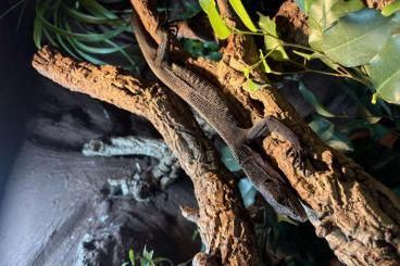 Warane kaufen und verkaufen Foto: Varanus beccari 1.0 Warane kaufen und verkaufen Foto: Varanus beccari 1.0