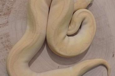 Pythons kaufen und verkaufen Foto: Regiussen Adult / Proven breeders 