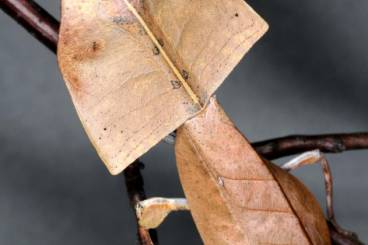 Insekten kaufen und verkaufen Foto: Suche adultes Deroplatys truncata Männchen 
