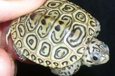 Schildkröten  kaufen und verkaufen Foto: Malaclemys Terrapin concentric Hamm