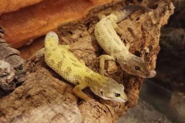 Geckos kaufen und verkaufen Foto: Rare Leopard Gecko Morphs