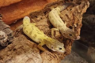 Geckos kaufen und verkaufen Foto: Rare Leopard Gecko Morphs