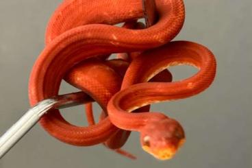 Schlangen kaufen und verkaufen Foto:  1.1 Corallus Hortulanus Red Calico 