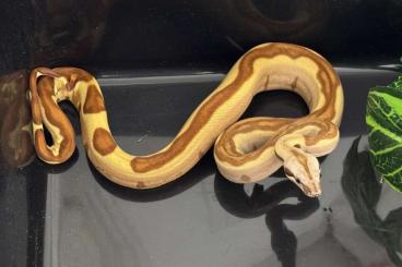 Snakes kaufen und verkaufen Photo: Hypo Jungle pos. Super 50% het. Vpi Snakes kaufen und verkaufen Photo: Hypo Jungle pos. Super 50% het. Vpi