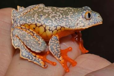 frogs kaufen und verkaufen Photo: Cruziohyla craspedopus NZ