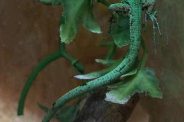 Geckos kaufen und verkaufen Foto: Houten 1.June, Hamm september 25 Geckos kaufen und verkaufen Foto: Houten 1.June, Hamm september 25