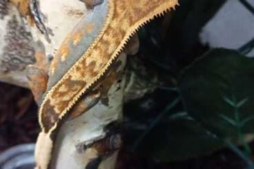 Geckos kaufen und verkaufen Foto: Novokaledonští pagekoni Hamm 11.3. Geckos kaufen und verkaufen Foto: Novokaledonští pagekoni Hamm 11.3.