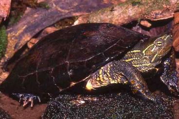 Turtles and Tortoises kaufen und verkaufen Photo: For Verona - JAPANESE Mauremys reevesii Turtles and Tortoises kaufen und verkaufen Photo: For Verona - JAPANESE Mauremys reevesii
