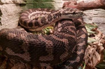 Pythons kaufen und verkaufen Foto: morelia spilota variegata
