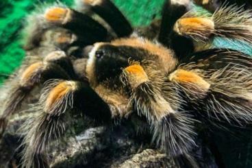 Spinnen und Skorpione kaufen und verkaufen Foto: Vogelspinnen zu verkaufen 
