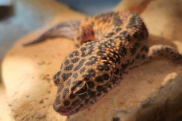 Geckos kaufen und verkaufen Photo: Biete Leopardgecko (Männchen) mit passendem Terrarium inkl. Zubehör 