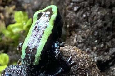 Frösche  kaufen und verkaufen Foto: Phyllobates aurotaenia ( grün )