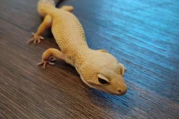 Geckos kaufen und verkaufen Foto: Leopardgecko M5 + Terrarium und Zubehör!