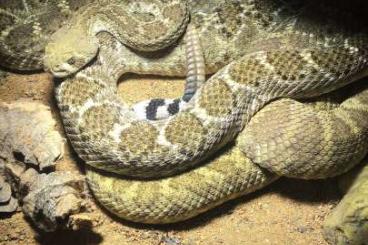 Venomous snakes kaufen und verkaufen Photo: Biete 2 Diamant Klapperschlangen Männlich/Weiblich abult 