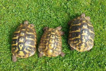 Landschildkröten kaufen und verkaufen Foto: Zuchtgruppe THherc. abzugeben 