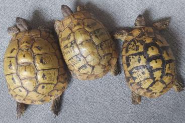 Tortoises kaufen und verkaufen Photo: 3 alte THB Wildfänge -weiblich-