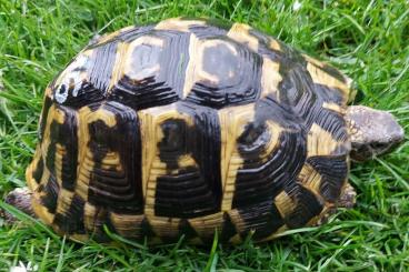 Tortoises kaufen und verkaufen Photo: Weibliche Hercegovinensis 12 Jahre alt