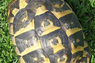 Tortoises kaufen und verkaufen Photo: Weibliche Hercegovinensis - 19 Jahre alt -