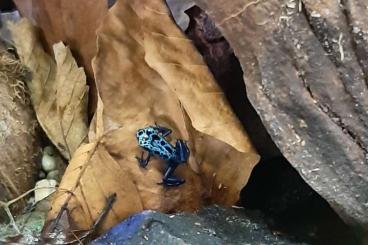 Pfeilgiftfrösche kaufen und verkaufen Foto: Verkaufe Dendrobates Azureus Nachzuchten