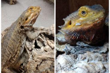 Bearded dragons kaufen und verkaufen Photo: 2 Bartagamen abzugeben mit Terrarium 