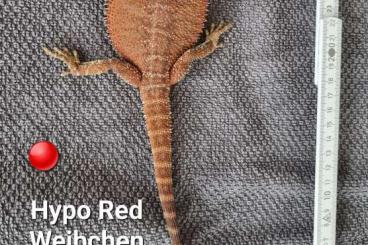 Bearded dragons kaufen und verkaufen Photo: Bartagame inkl. Terrarium zu verkaufen