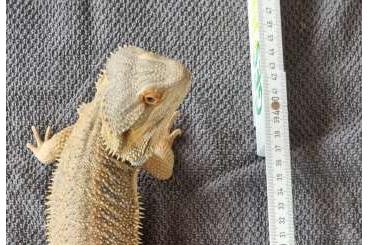 Bearded dragons kaufen und verkaufen Photo: Bartagame inkl. Terrarium zu verkaufen