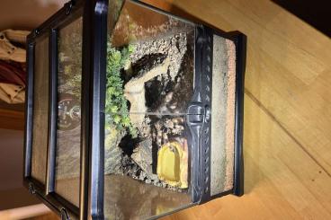 Spinnen und Skorpione kaufen und verkaufen Foto: Vogelspinne Lasiodora parahybana und Nhandu chromatus Spinnen und Skorpione kaufen und verkaufen Foto: Vogelspinne Lasiodora parahybana und Nhandu chromatus