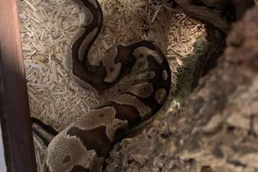 Königspythons kaufen und verkaufen Foto: Königspython Farbe morphe fire Königspythons kaufen und verkaufen Foto: Königspython Farbe morphe fire