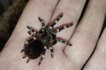 Spinnen und Skorpione kaufen und verkaufen Foto: Selling tarantulas. Sending