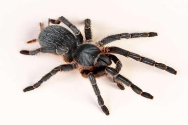 Spinnen und Skorpione kaufen und verkaufen Foto: Slings list for Houten, preorders -20%