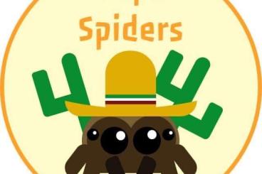 Spinnen und Skorpione kaufen und verkaufen Foto: Houten 09.04.2023 LIST Females