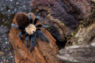 Spinnen und Skorpione kaufen und verkaufen Foto: Houten 04.06 Females list