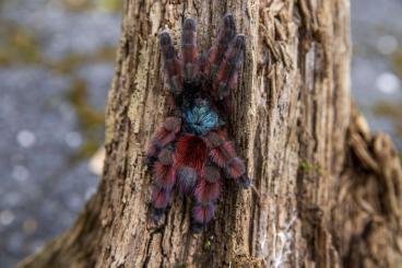 Spiders and Scorpions kaufen und verkaufen Photo: Bulks list, shipping all EU 