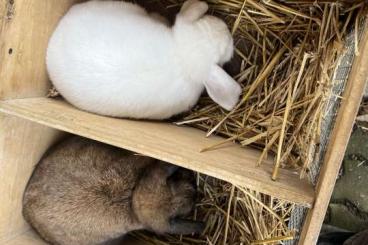 Futtertiere kaufen und verkaufen Foto: Kaninchen verschiedene rassen 