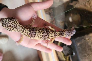Geckos kaufen und verkaufen Photo: Zu verschenken - Leopard Geckos