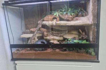 Geckos kaufen und verkaufen Foto: Leopardgeckos 1M / 2W(+terra bei bedarf)