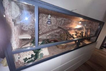 Bearded dragons kaufen und verkaufen Photo: 3x Bartagame + 2mx60x60 Terrarium 