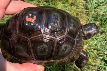 Schildkröten  kaufen und verkaufen Foto: aldabrachelys gigantea beby          