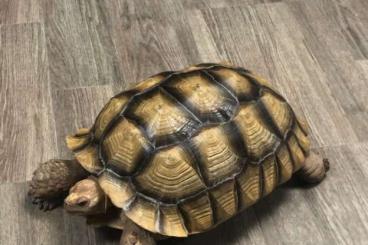 Landschildkröten kaufen und verkaufen Foto: centrochelys  sulcata                    