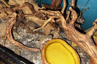 Geckos kaufen und verkaufen Photo: Geckos mit komplettem Terrarium & Unterschrank zu verkaufen